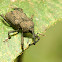 Long-snouted rainforest weevil