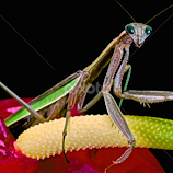 PRAYING MANTIS TAKING A WALK ON  THE ANTHURIUM FLOWER by Leslie Crotty -  