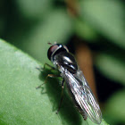 Stratiomyidae sp.