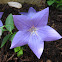 Balloon Flower