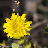 Tuberous Hawkbit