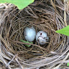 Red-winged Blackbird Eggs