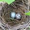 Red-winged Blackbird Eggs