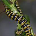 Monarch caterpillars