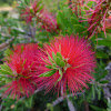 Bottle Brush