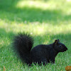 Eastern Grey Squirrel