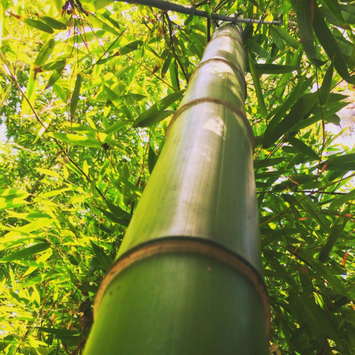 Bamboo (giant)