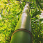 Bamboo (giant)