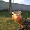 Quince Monitor