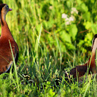 Black-bellied Whistling Duck (with chicks)