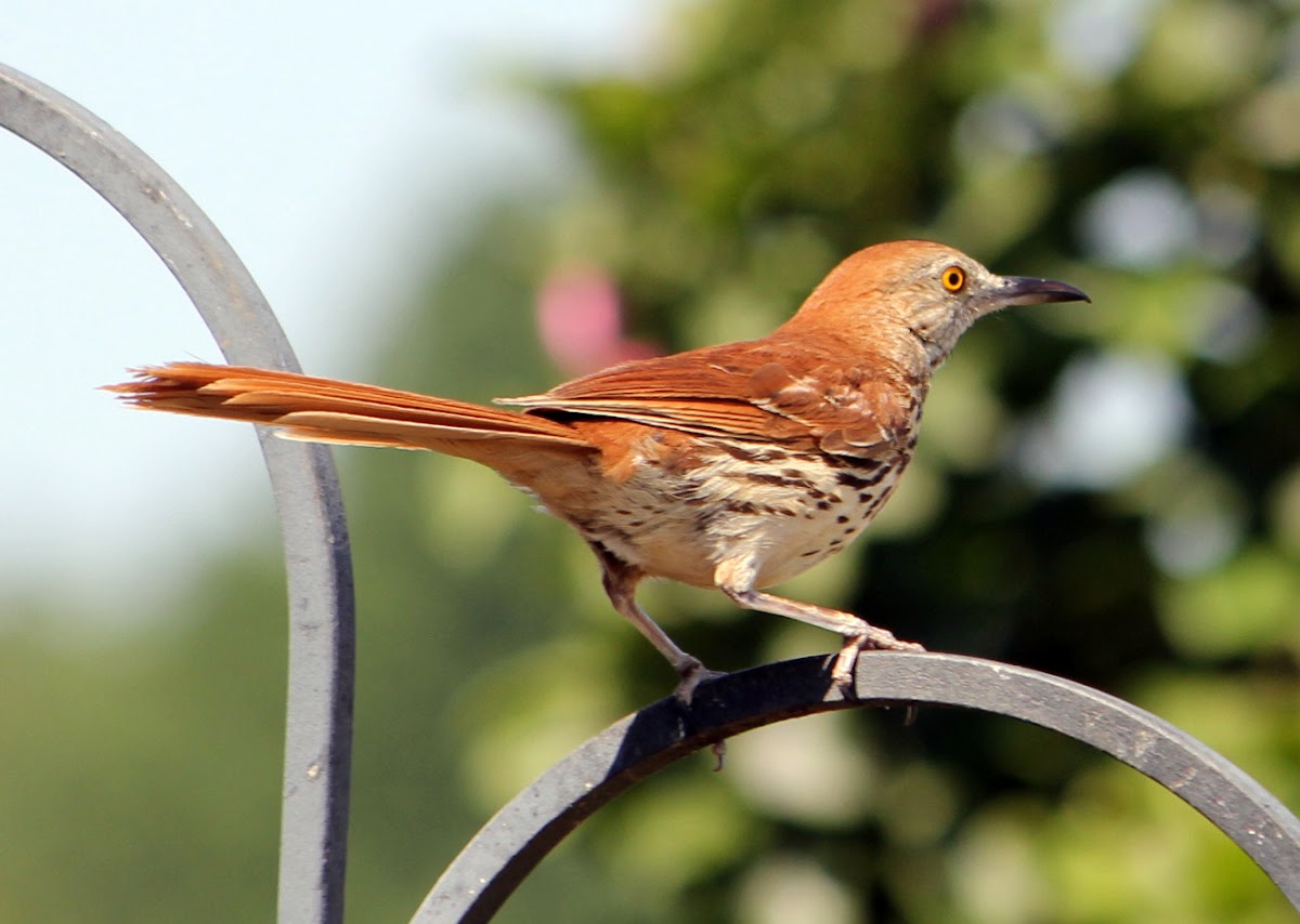 Brown Thrasher