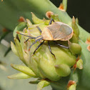 Cactus bug
