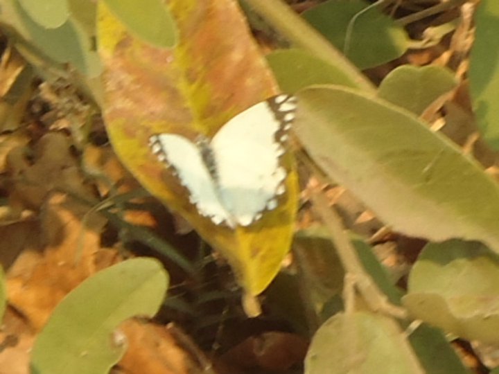 Angolan White Lady Butterfly