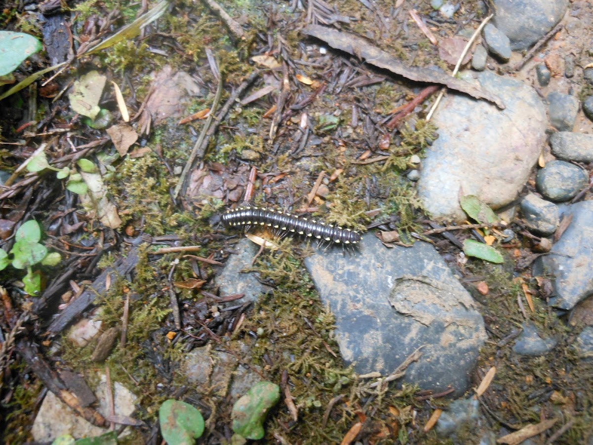 Yellow spotted millipede