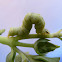 Trichoplusia molybdina  caterpillar