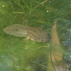 Green Frog (tadpole)