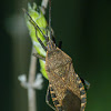 Squash bug