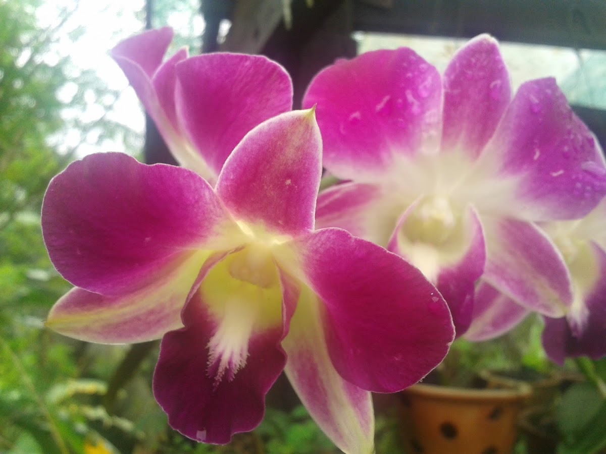 Orchid, Dendrobium