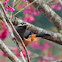 White-eared Sibia