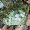 Goblet Lichen (on rock)