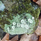 Goblet Lichen (on rock)