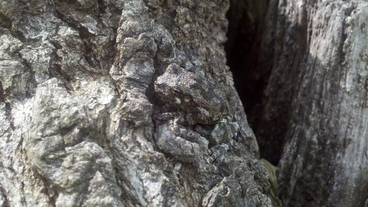 grey tree frog