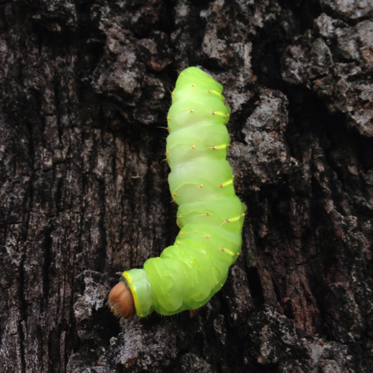 Polyphemus Moth caterpillar Project Noah