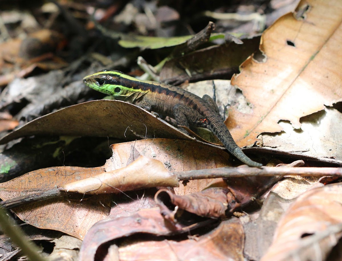 Forest Whiptail