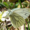 mariposa Blanca verdinervada