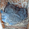 Eastern bluebirds (box #1 brood #1)