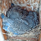 Eastern bluebirds (box #1 brood #1)