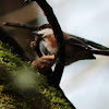 chestnut-backed chickadee