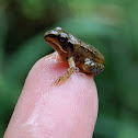 Unknown Frog