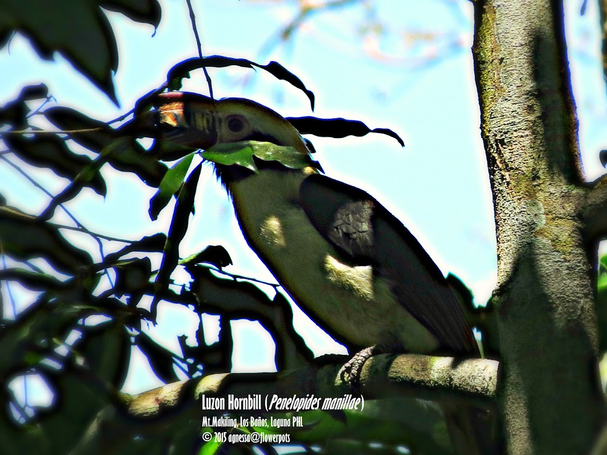 Luzon Hornbill ♂