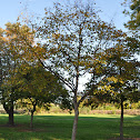 American Hophornbeam