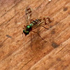 Long-legged fly -male