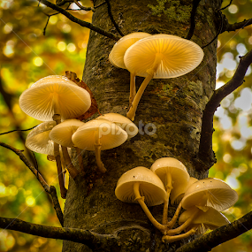 Fungis on a tree by Peter Samuelsson - Nature Up Close Mushrooms & Fungi