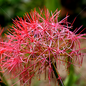 by Saptarshi Datta - Flowers Flowers in the Wild