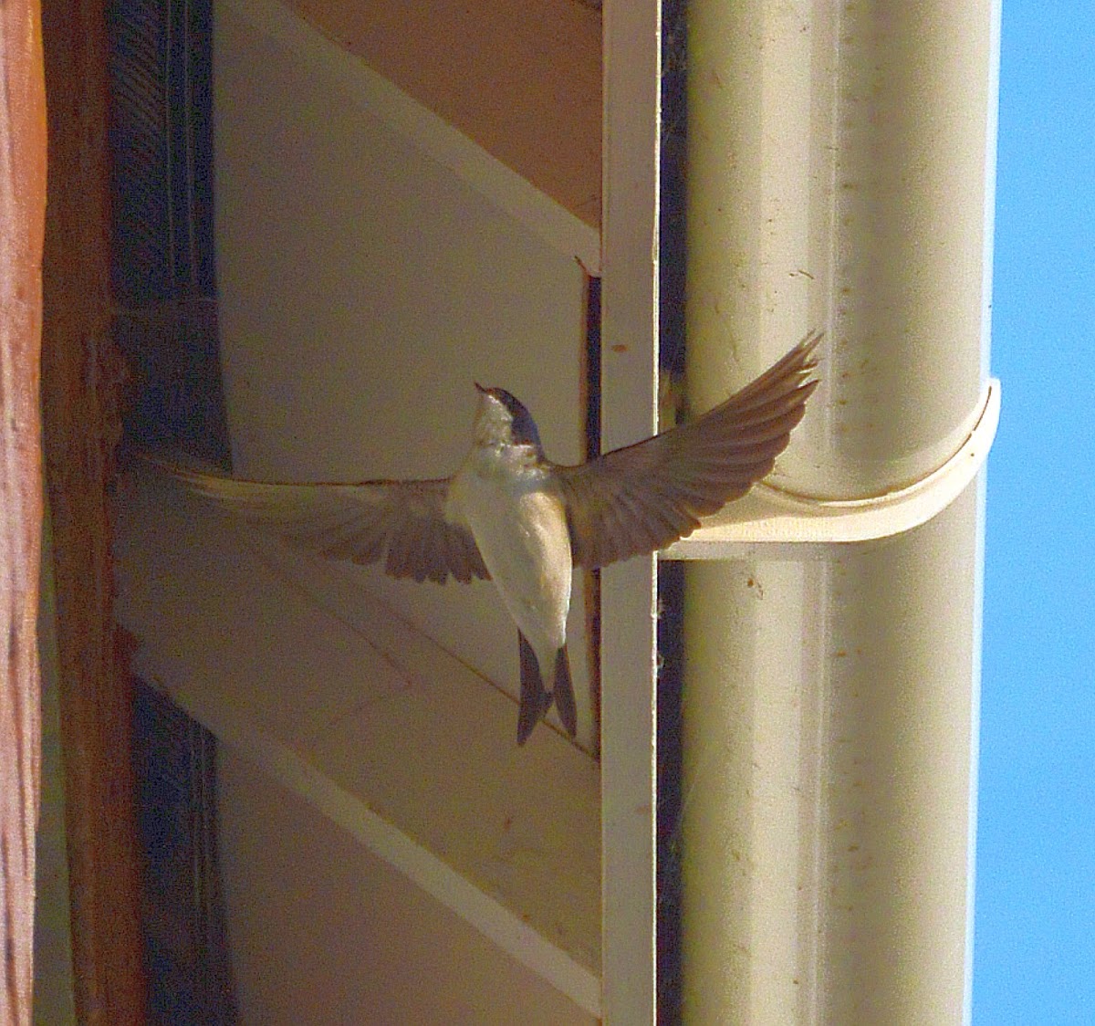 Housemartin