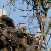 Bald Eagle (eaglets)