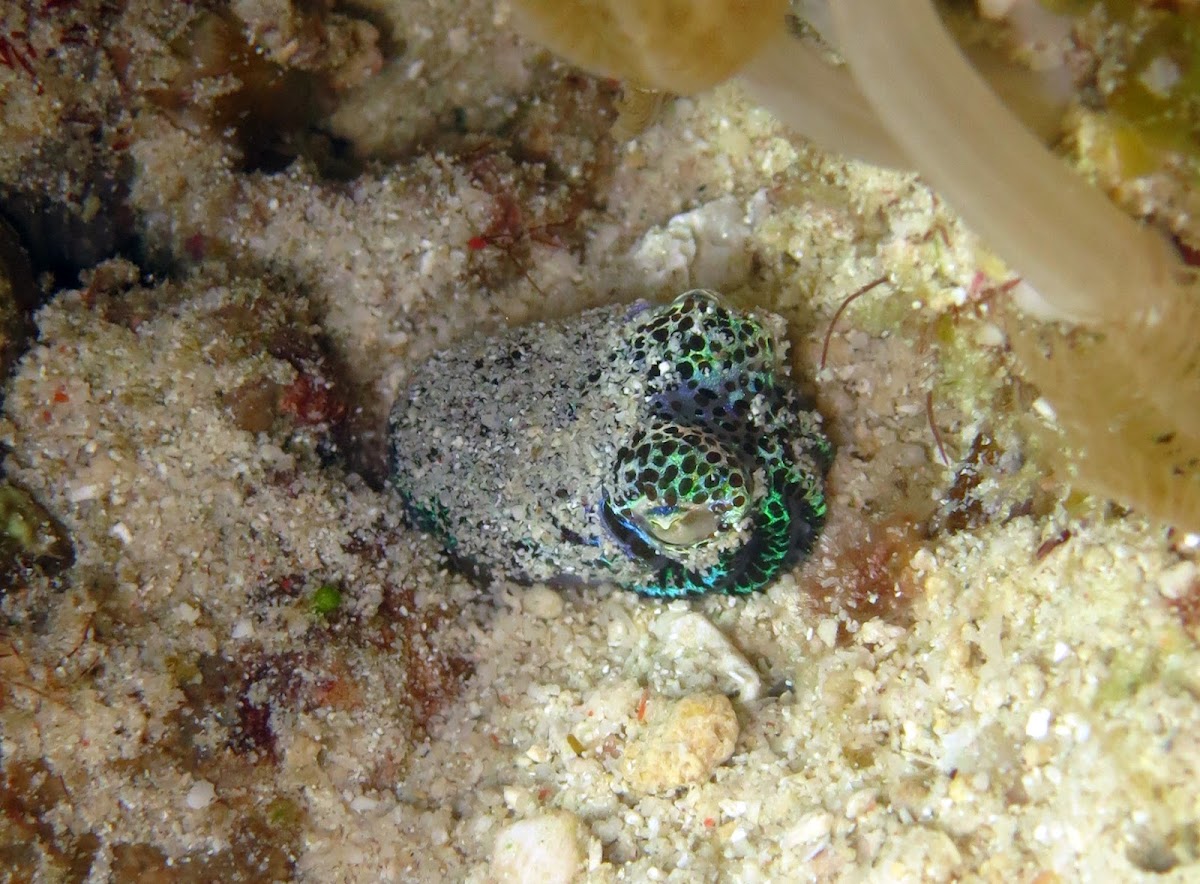 Humming-bird Bobtail Squid