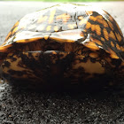 Eastern Box Turtle