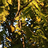 Walnut tree