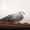 Rock Pigeon (feral)