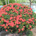 Ixora Plant