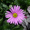 Lord Howe Island daisy hybrid