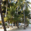 Coconut palm / Dhivehi Ruh / Kokospalme