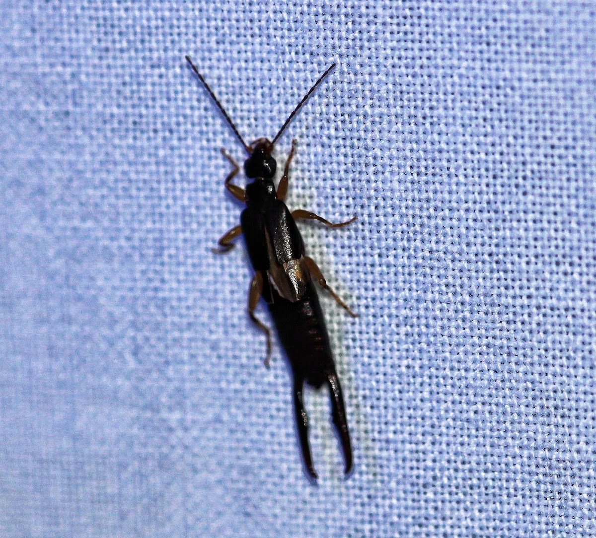 Earwig Bug