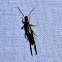 Earwig Bug