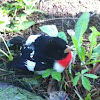 Male rose breasted grosbeak